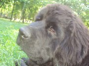 Превью фото № 158629