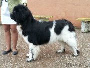 Превью фото № 158662