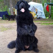 Превью фото № 158749