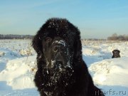 Превью фото № 158794