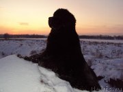 Превью фото № 158795