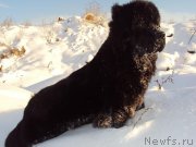 Превью фото № 158796