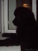 Превью фото № 158797