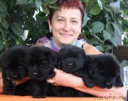 Превью фото № 158818