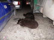 Превью фото № 158861