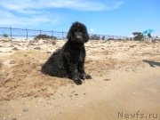 Превью фото № 158885