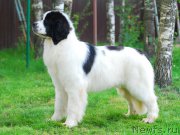 Превью фото № 158891