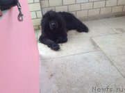 Превью фото № 158900