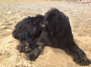 Превью фото № 158906