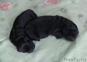 Превью фото № 158926