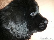 Превью фото № 158930