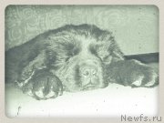 Превью фото № 158931