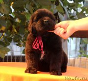 Превью фото № 158939