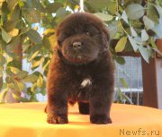 Превью фото № 158949