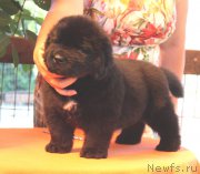 Превью фото № 158956