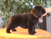 Превью фото № 158982