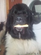 Превью фото № 159011