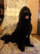 Превью фото № 159014