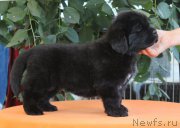 Превью фото № 159030