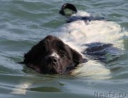 Превью фото № 159115