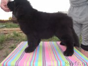 Превью фото № 159121