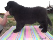 Превью фото № 159122