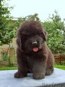 Превью фото № 159227