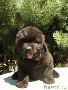 Превью фото № 159279