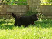 Превью фото № 159282