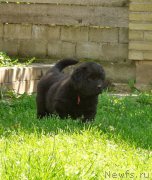 Превью фото № 159283