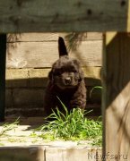 Превью фото № 159284