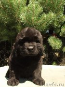 Превью фото № 159287