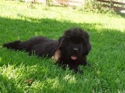 Превью фото № 159288