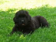 Превью фото № 159289