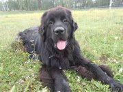 Превью фото № 159359