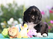 Превью фото № 159364