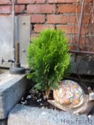 Превью фото № 159395