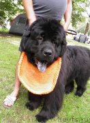 Превью фото № 159397