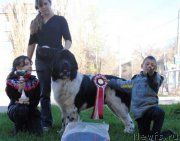 Превью фото № 159427