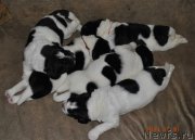 Превью фото № 159428