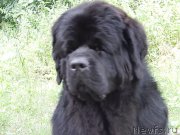 Превью фото № 159507