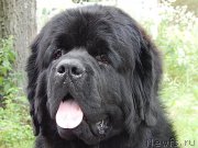 Превью фото № 159508