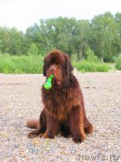 Превью фото № 159510