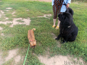 Превью фото № 159564