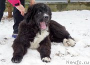 Превью фото № 159578