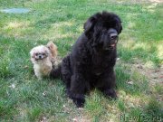 Превью фото № 159590