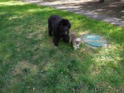 Превью фото № 159593