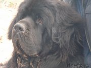 Превью фото № 159611