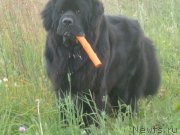 Превью фото № 159612