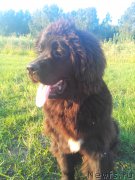 Превью фото № 159616